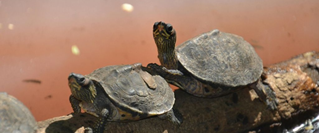 Tartaruga accoppiata in piena copulazione