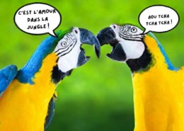 Parrot couple in the jungle for bird breeding section