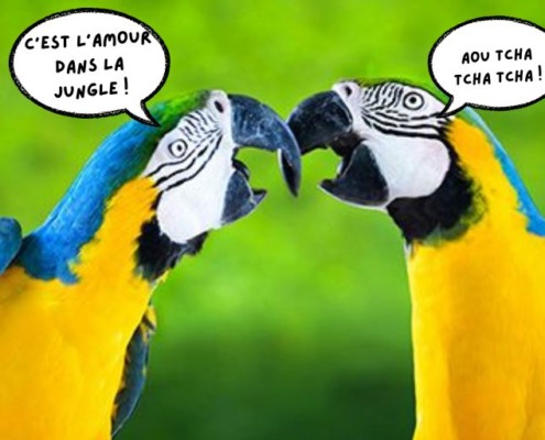 Couple de perroquet dans la jungle pour l'article de la reproduction des oiseaux