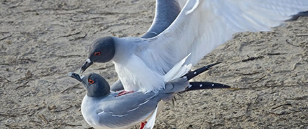 Casal de gaivotas se reproduzindo