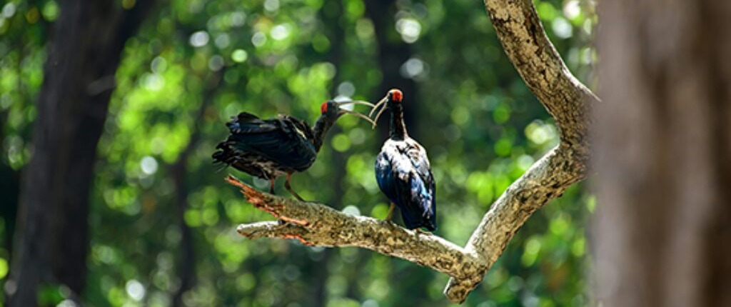 Casal de pássaros empoleirados em uma árvore