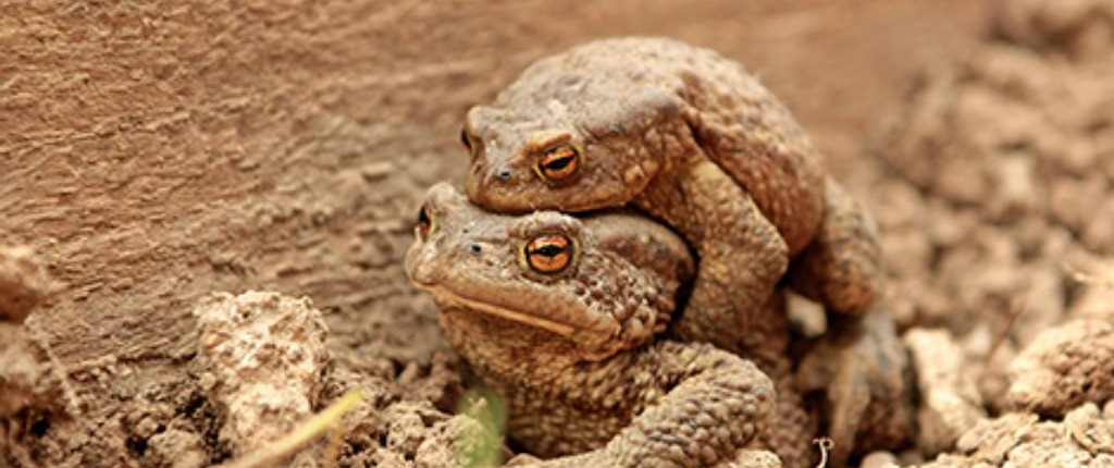 Casal de sapos anfíbios