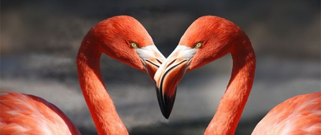 casal flamingo