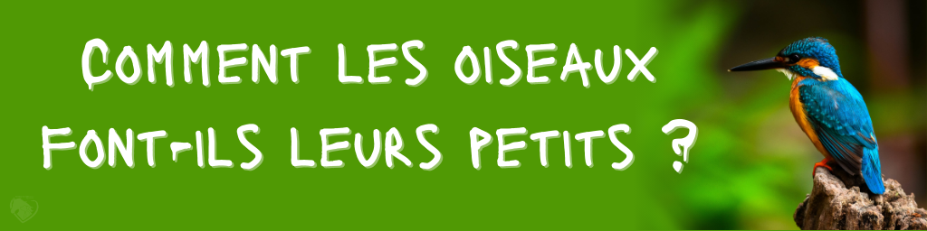 Bandeau principal titre de l'article reproduction des oiseaux avec écrit comment les oiseaux font-ils leurs petits ?