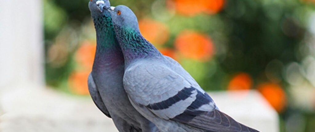 Couple de pigeon