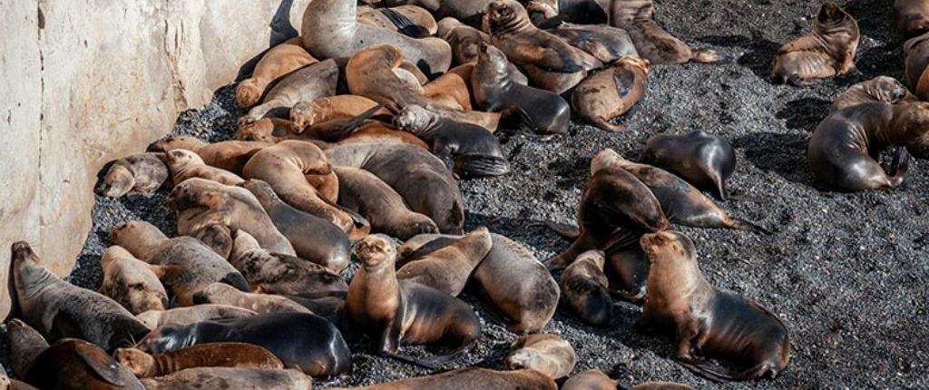 Seelöwen stapelten sich im Sand