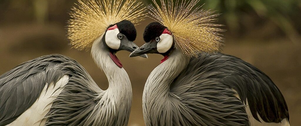 Couple de pan au sol