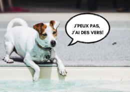 Image principale de l'article sur le vermifuge chien.