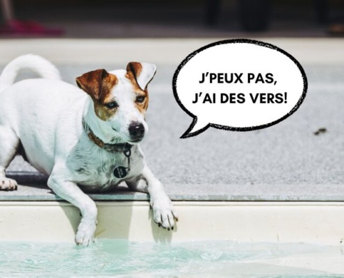 Image principale de l'article sur le vermifuge chien.