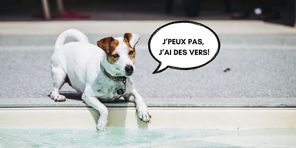 Image principale de l'article sur le vermifuge chien.