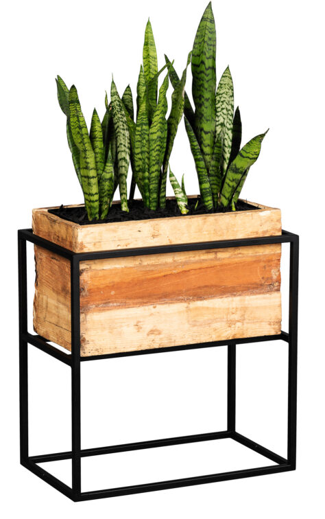 office-plant office-plant