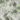 Gardenia Feature Spotter Wall Tile Panel