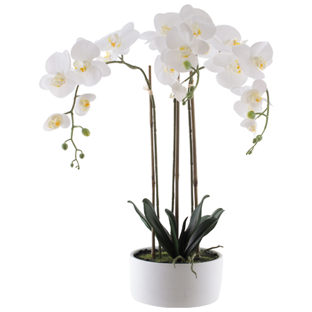 real-touch-white-orchid-in-pot real-touch-white-orchid-in-pot