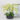 Phalaenopsis Orchid Floral Arrangement – Green