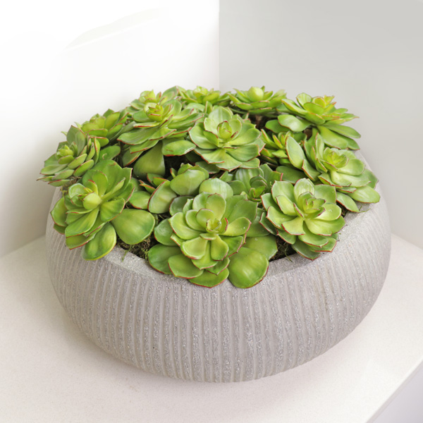 Succulent Arrangement Succulent Arrangement