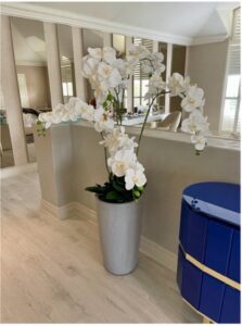 distinctive-spaces-orchid