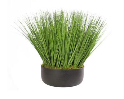 Onion Grass Arrangement Onion Grass Arrangement