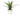Aloe Arrangement – Green