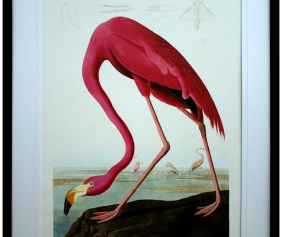 Pink-Flamingo-Fine-Art Pink-Flamingo-Fine-Art