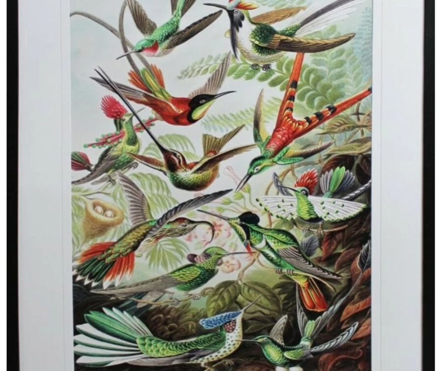 Humming-Birds-Fine-Art Humming-Birds-Fine-Art
