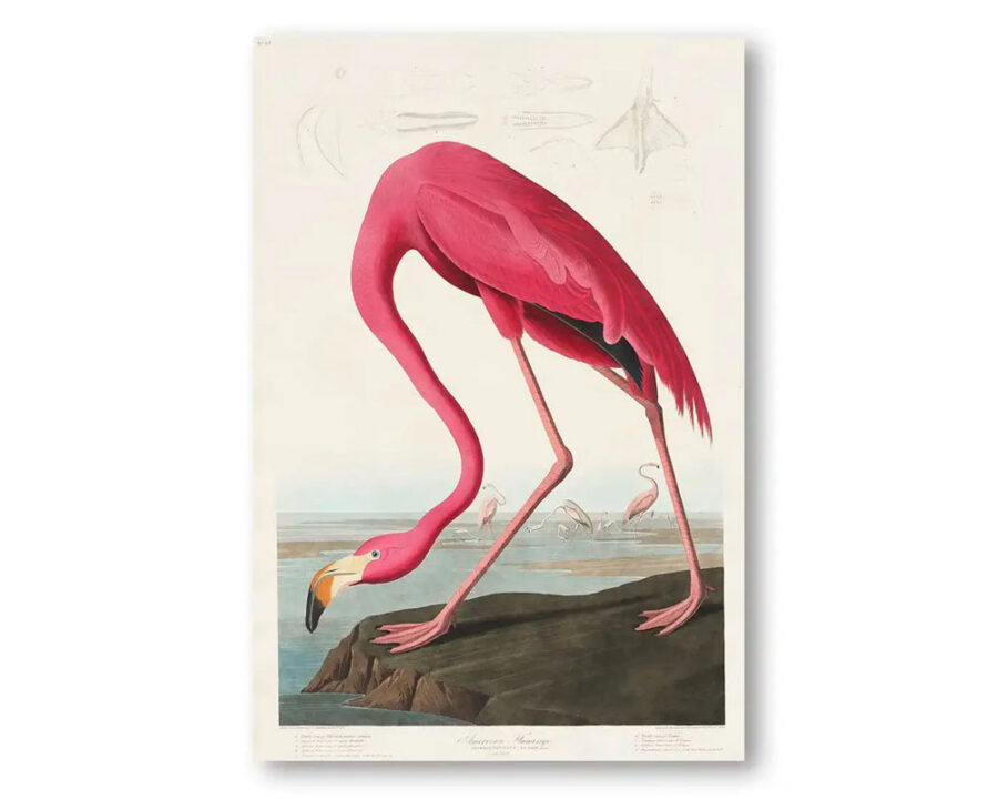 pink-flamingo-by-john-james-audubon-art-print pink-flamingo-by-john-james-audubon-art-print