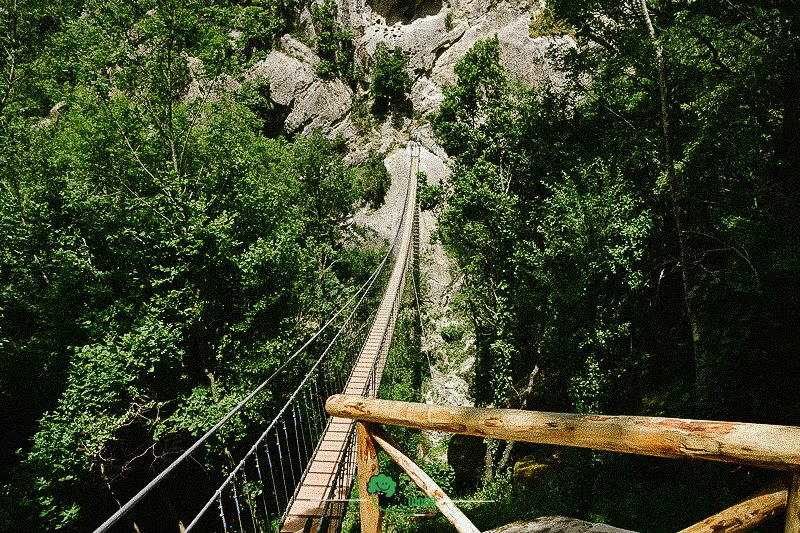 bitalian-bridge-in-the-woods