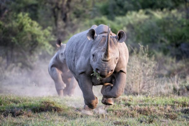 Print Wild: How to place wildlife photos for the right kind of effect