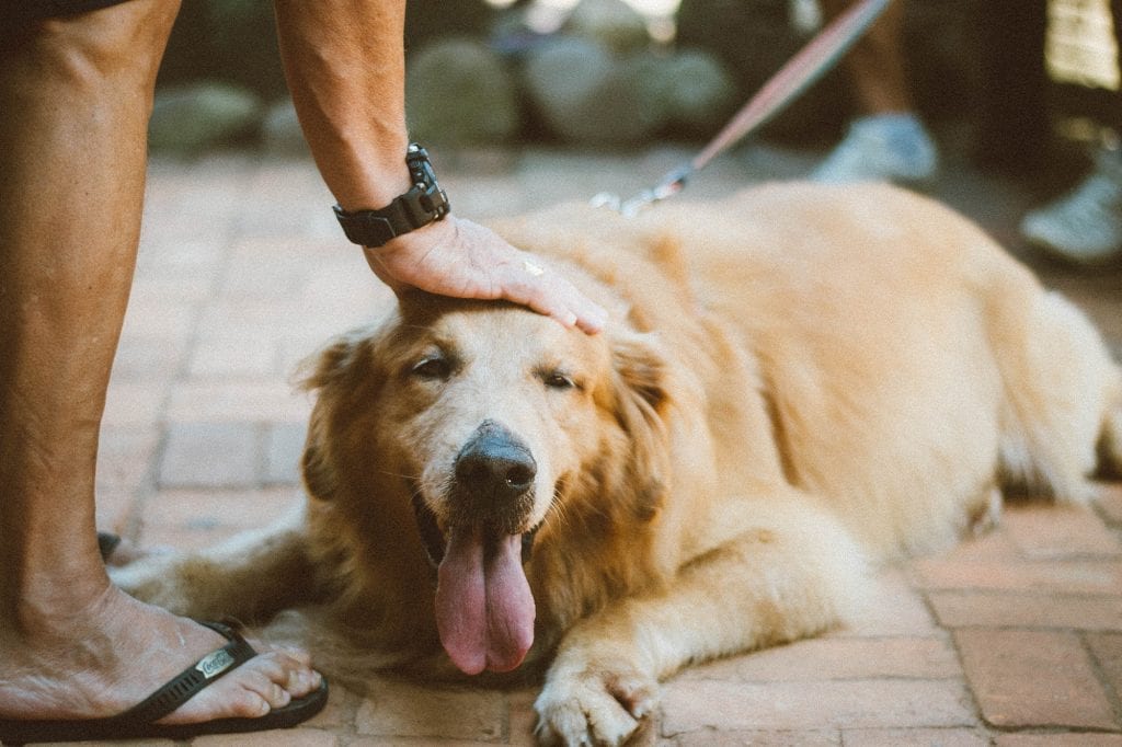 petting-retriever