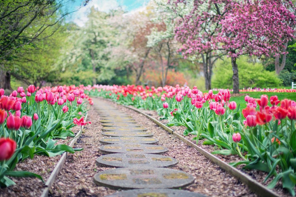 tulips