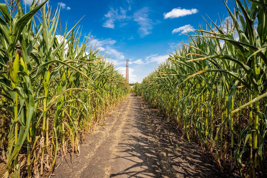 maize-maze