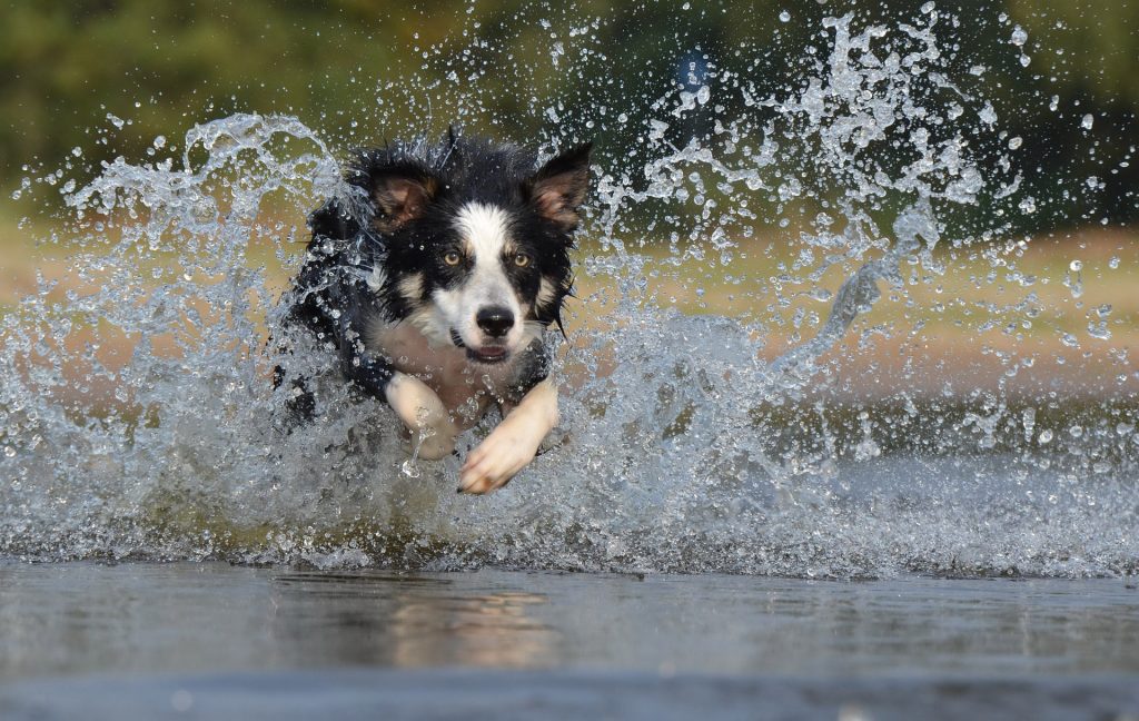 border-collie