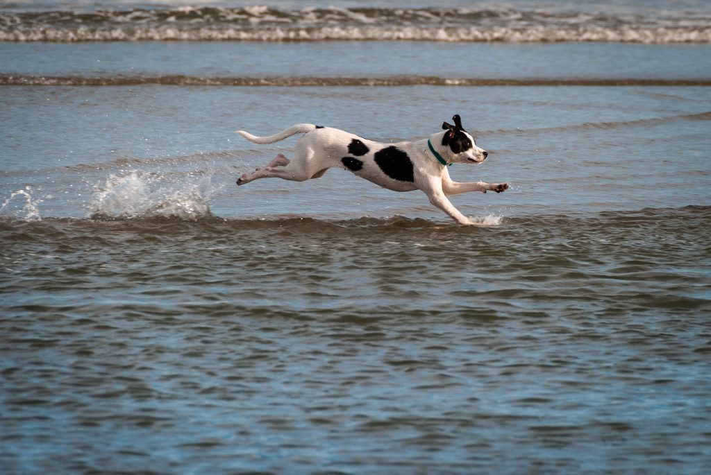 dog-in-sea