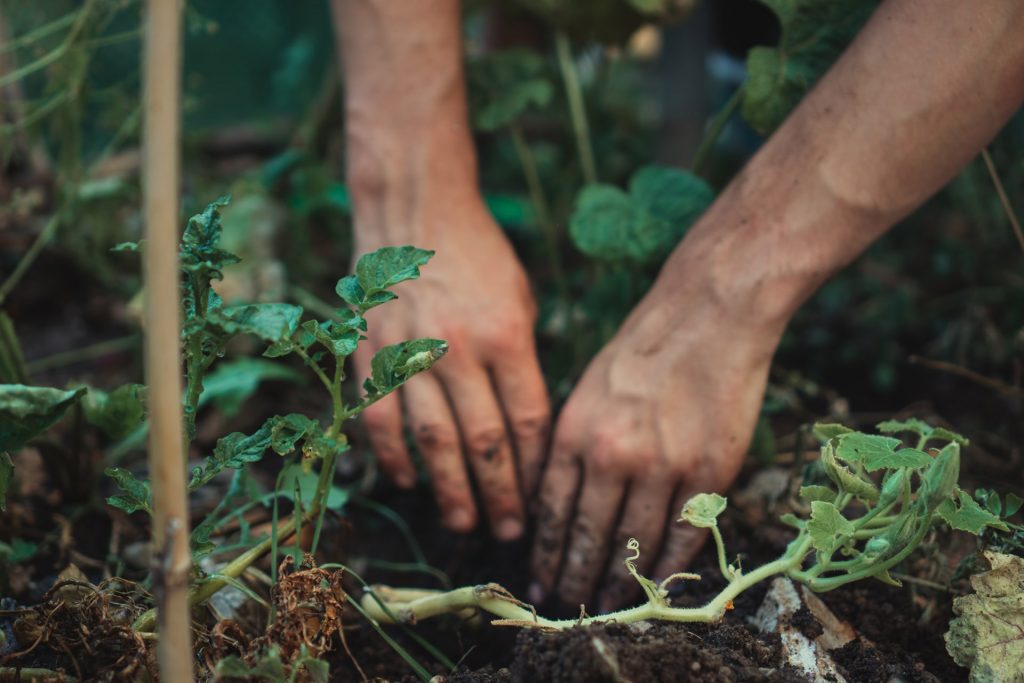 woman-planting