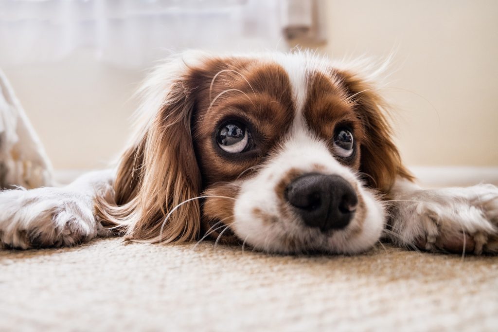 cocker-spaniel-puppy