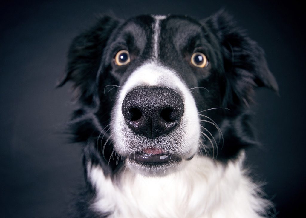 border-collie-nose-close-up