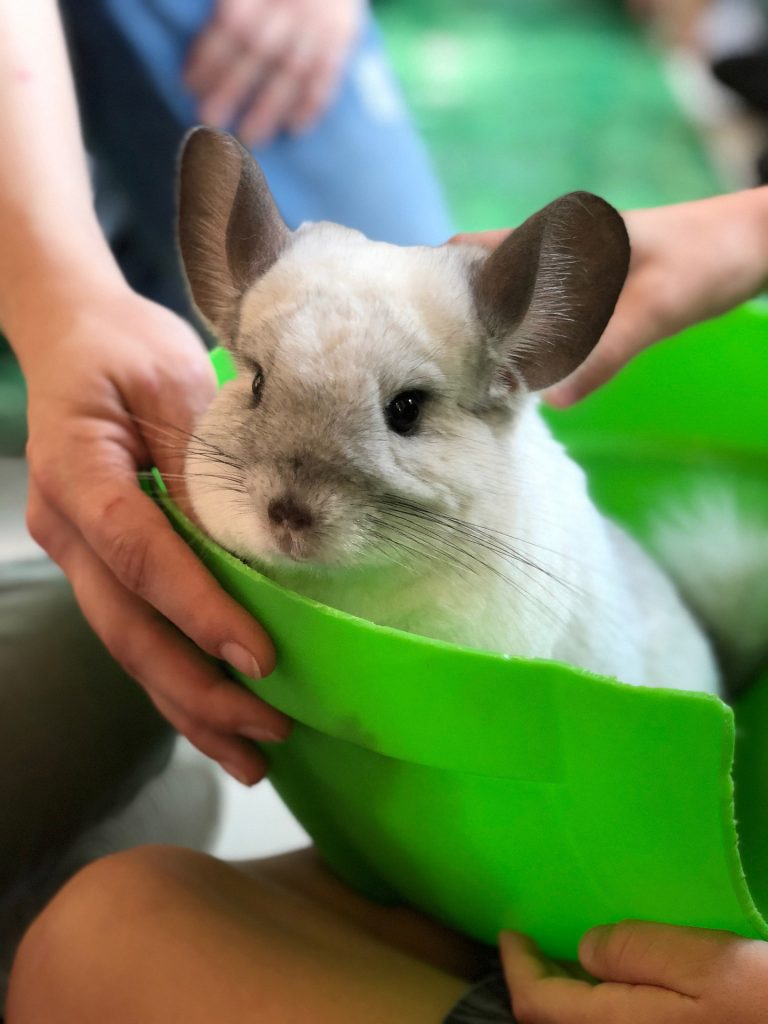 chinchilla-pet