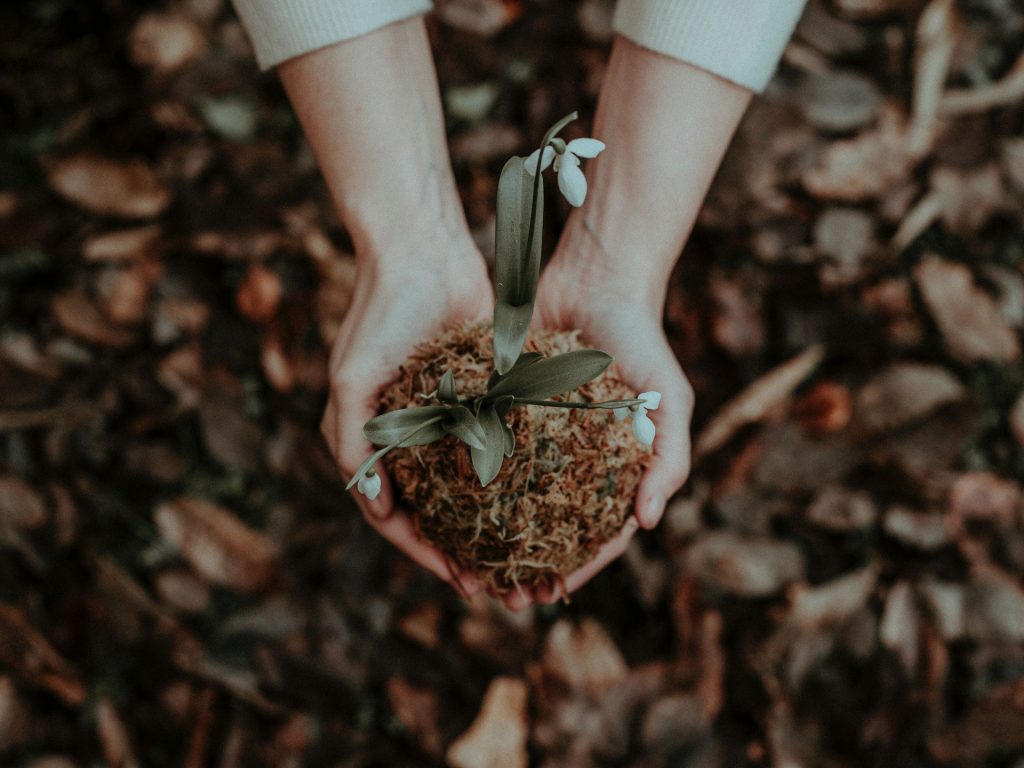 planting-flowers