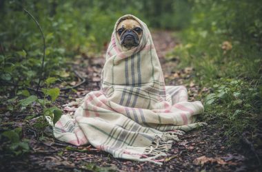 68b8a3cc pug in blanket