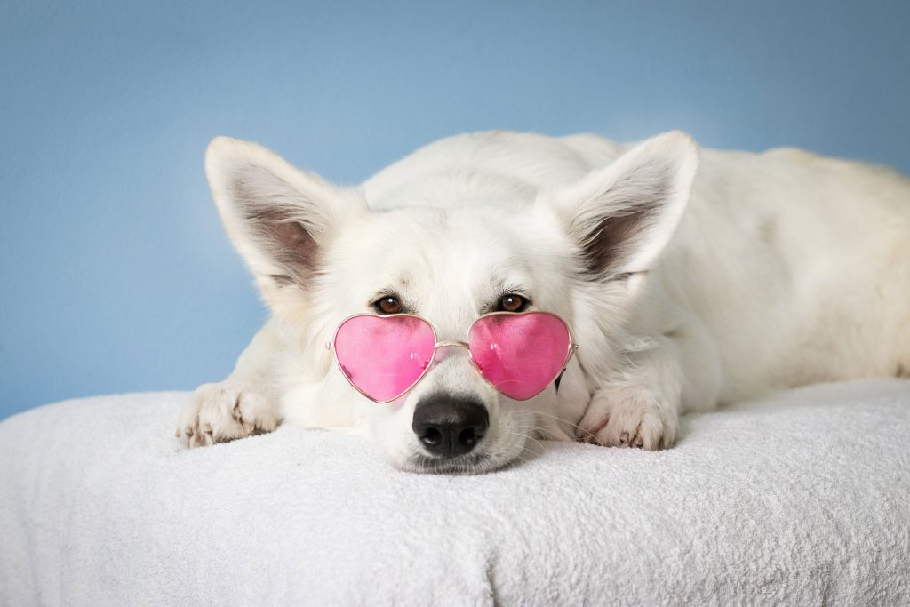 white dog with glasses