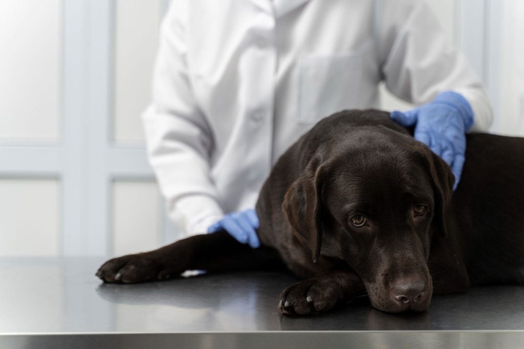 dog at the vets