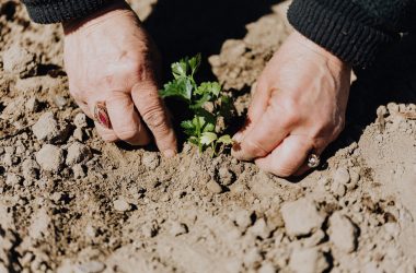 plant in soil