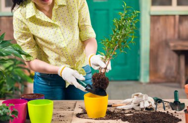 gardening gloves