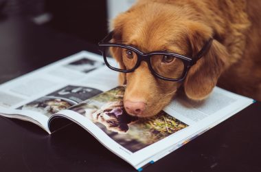 puppy with glasses