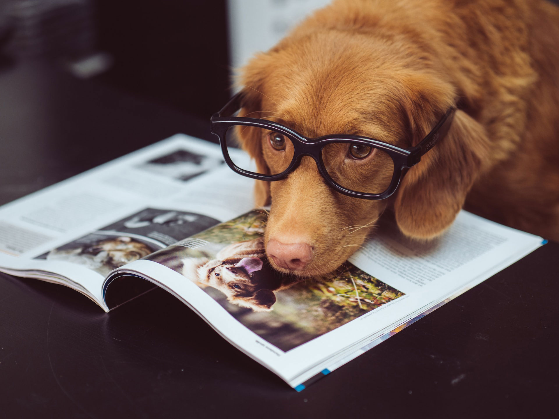 puppy with glasses