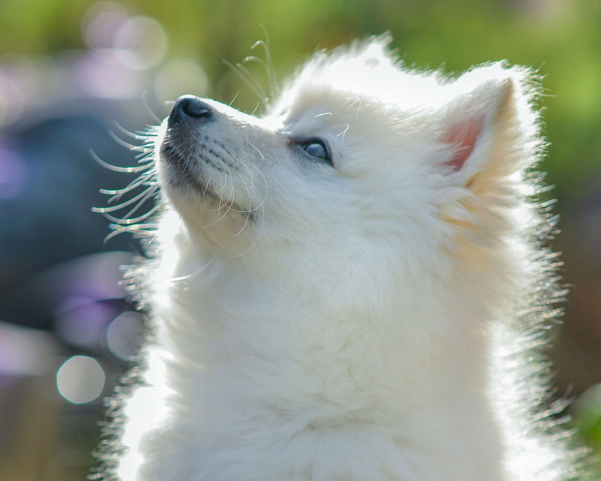 pomeranian