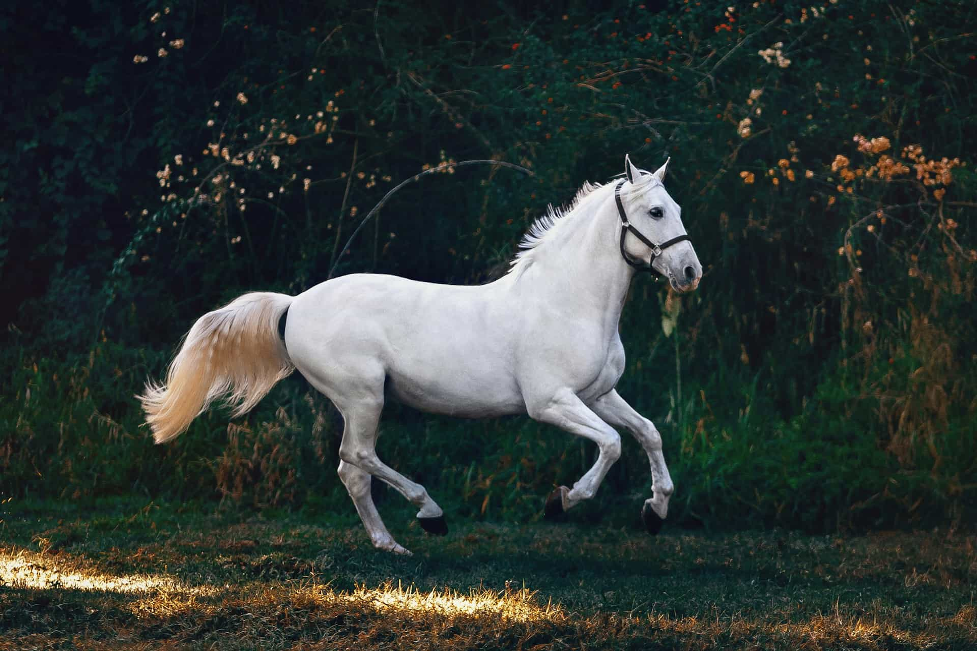 white horse