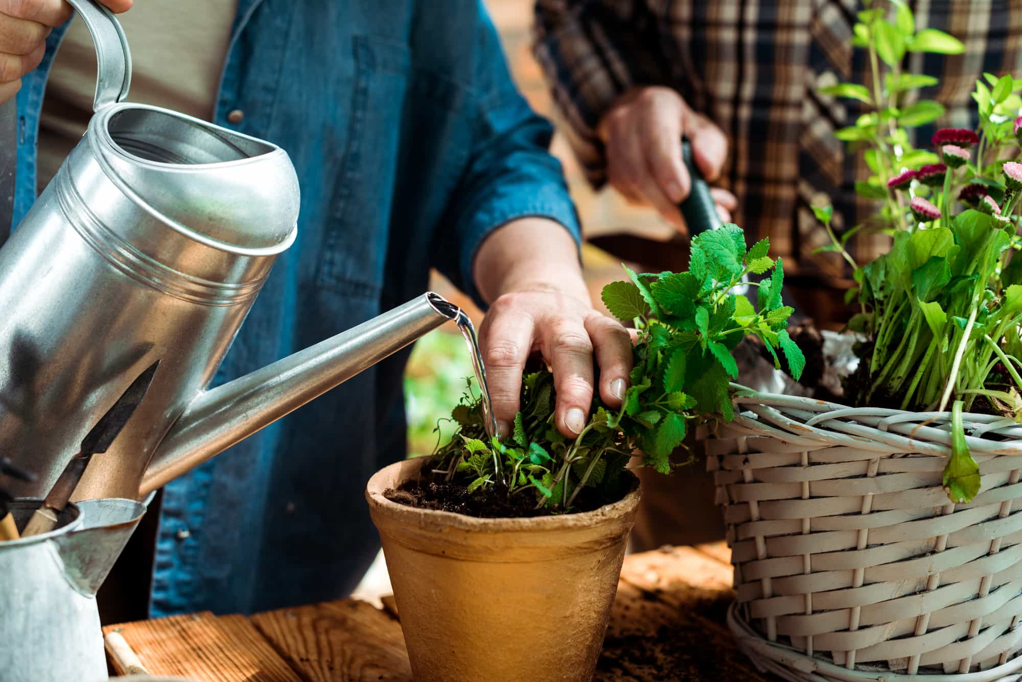 watering plants