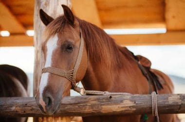 horse in stable