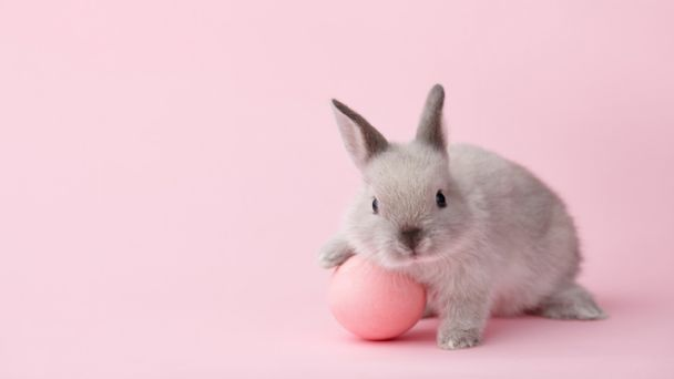 ¡No al testeo animal! Conoce estos tips para empezar a ser una persona Cruelty Free