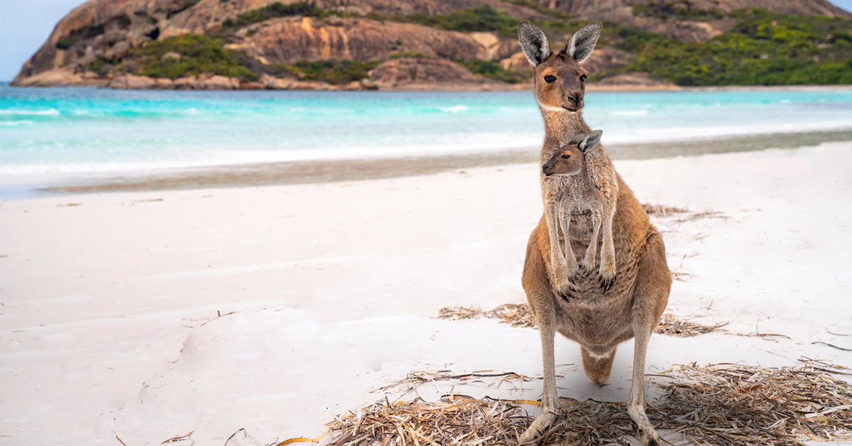Kangaroo at Lucky Bay in WA